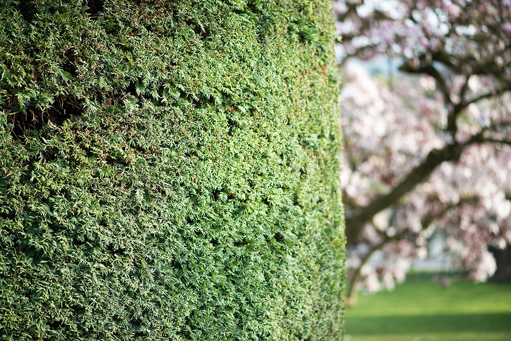 Fruehling