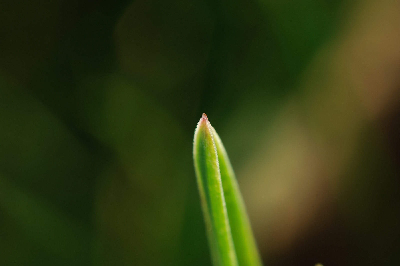 Grasspitze_3-1