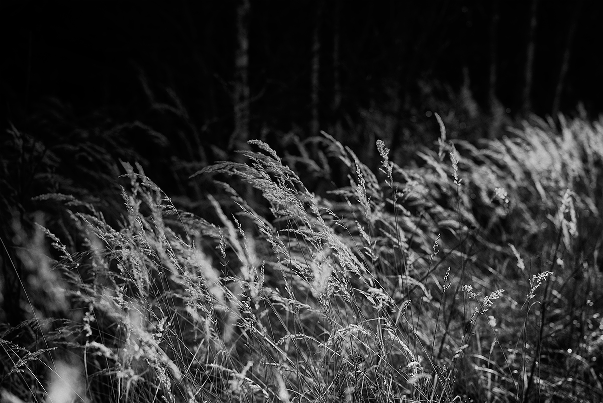 Wald_old_school